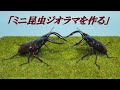 コンパクトなノコギリクワガタの昆虫ジオラマ制作