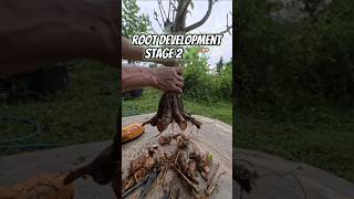 Mini Indian Hibiscus Bonsai | Building Better Root Structure #bonsaitree #inspiration #bonsaiart