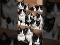 可愛箱內貓咪!? &amp; Cute kitties inside the box!? #AI