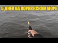 5 ДНЕЙ ФАРМА НА НОРВЕЖСКОМ МОРЕ - Вся Рыба и Тест Катушки в Русская Рыбалка 4