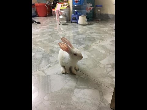 Baby doll Rabbit