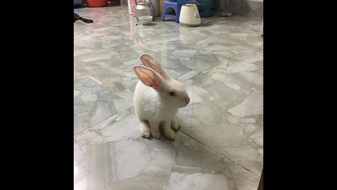 baby doll rabbit ambulance