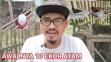 Memulai peternakan ayam kampung dari 10 ekor #farming #pertanian