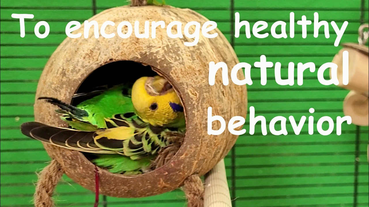 budgie sounds for encouraging bird chirps, to stimulate foraging behavior and active play sessions