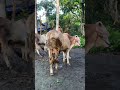 Persiapan Idul Adha #iduladha #kurban #sapi