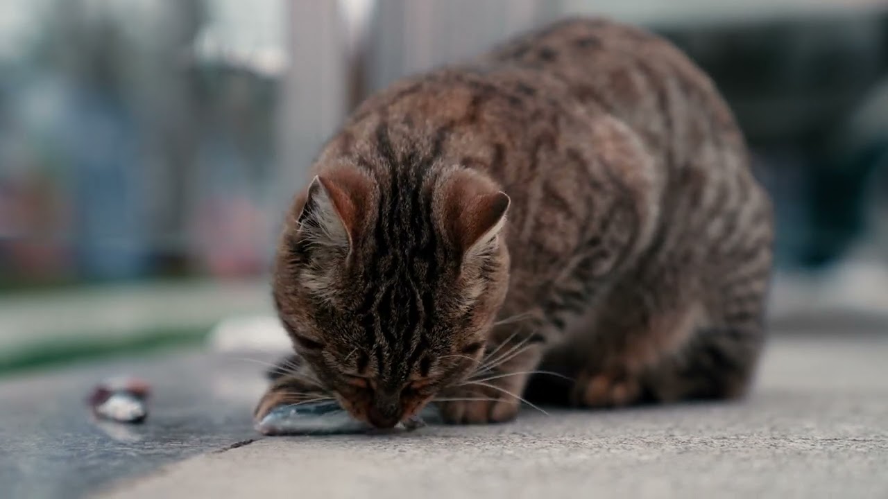 “The Most Satisfying Cat Eating Fish Ever 😻🔥”