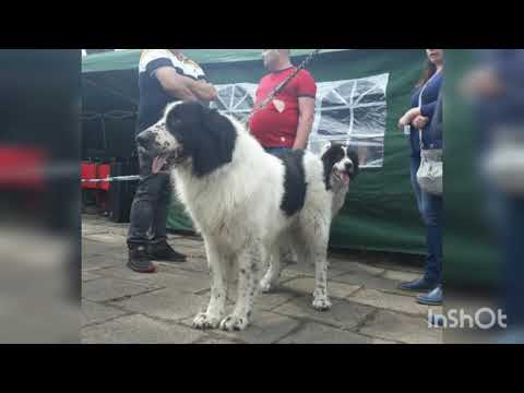 Video: Câini de câine românești