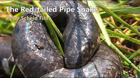 Red-tailed Pipe Snake. Film/Video Production, Dop/Cameraman Ho Chi Minh City, Wildlife Films Vietnam