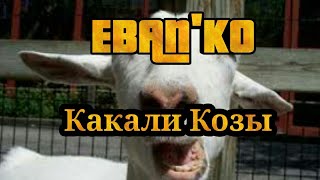 Eban'ko (Ебанько) - Какали Козы