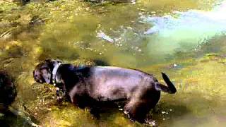 American Staffordshire Playing In The Creek - Black Panther Dog Ii