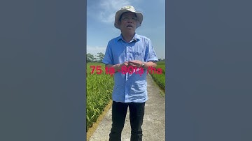 Thăm quan Mô hình ruộng thí nghiệm của Công Ty CP Giống Cây Trồng Vật Nuôi Thừ a Thiên Huế