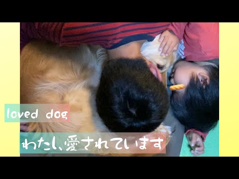 お兄ちゃん達に愛され過ぎている犬 #Shorts 心温まる光景 The dog is loved.