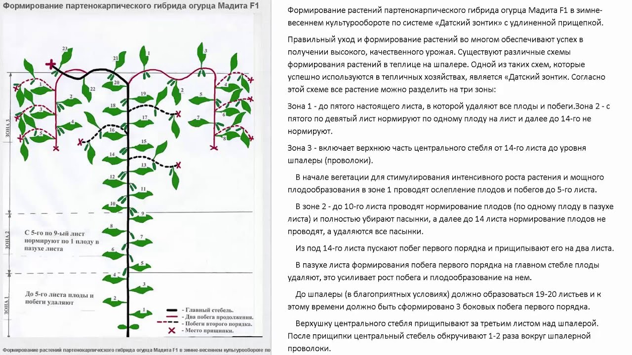 Обрезать ли огурцы. Схема формирования огурцов в теплице. Схема пасынкования огурцов. Схема обрезки огурцов в теплице. Огурцы схема пасынкования.