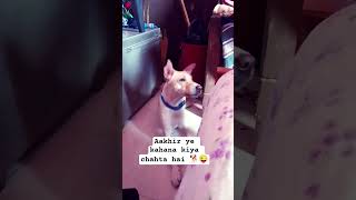 Mera Dog Mujhse Baat Kar Raha 😱🐕🤣 | Funny Vlog Shorts #funny #shorts #animals #viraldog