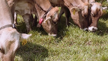 Adaptive Grazing 101: What Are the Limitations of Forage Quality Measurement?