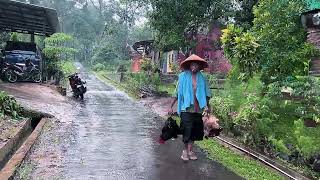 Rain in rural Indonesia||very beautiful and comfortable||sleep in 5 minutes by indoculture 9,050 views 1 month ago 3 hours, 1 minute