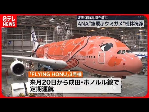 ANA　A380　全3機　空飛ぶウミガメ　FLYING HONU ANAのA380、特別塗装機は空飛ぶウミガメ「FLYING HONU」に