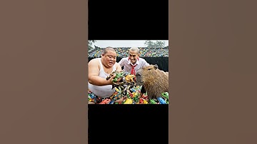 Trọc đổ lỗi Capybara thả ếch vào nhà và cái kết❤️ #capybara #capbatech #capythaech