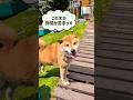 レオの苦手な隙間❗️#柴犬 #柴犬さん #柴犬レオ #柴犬大好き