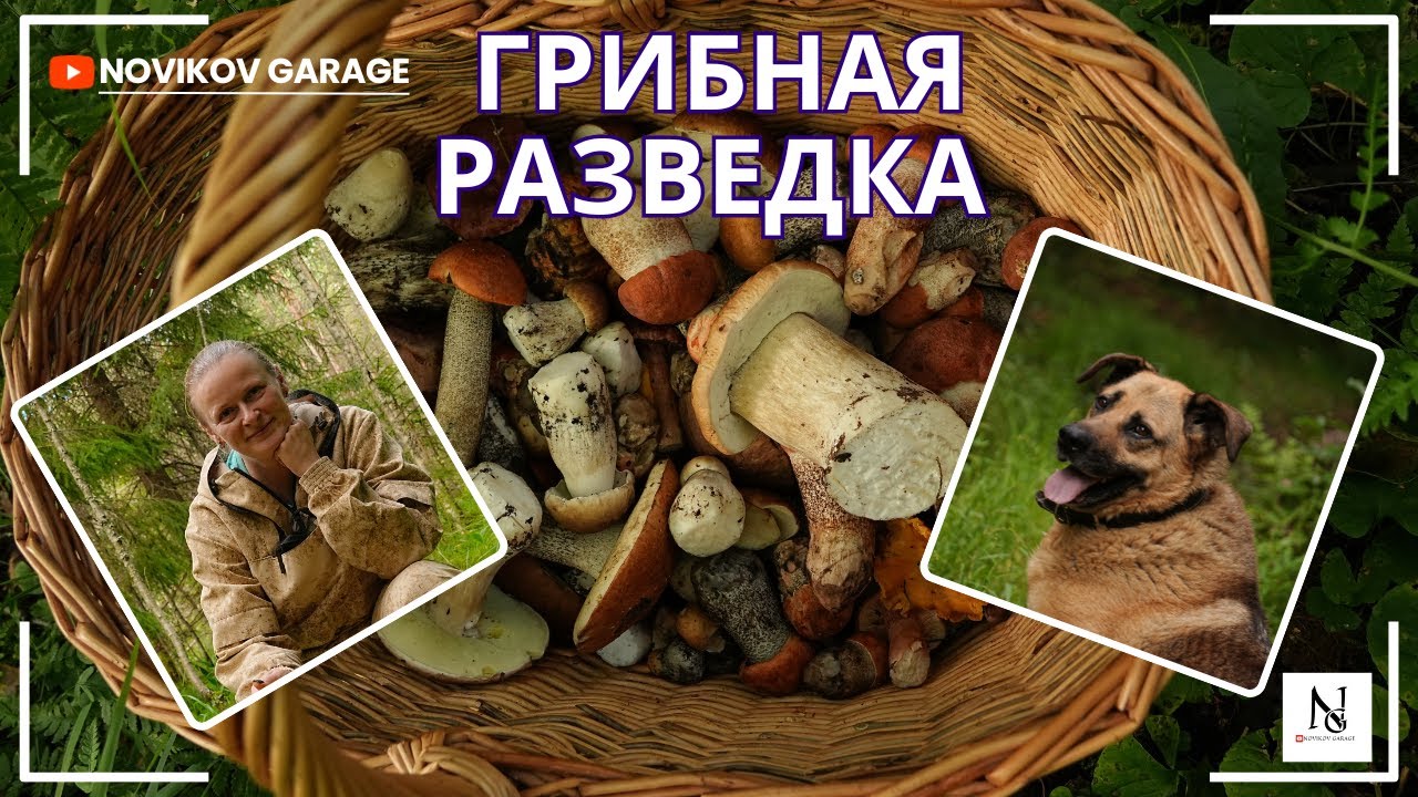 Грибная разведка 17 августа 2025. Всеволожский район.