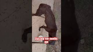 Stray dog big transformation #straydog
