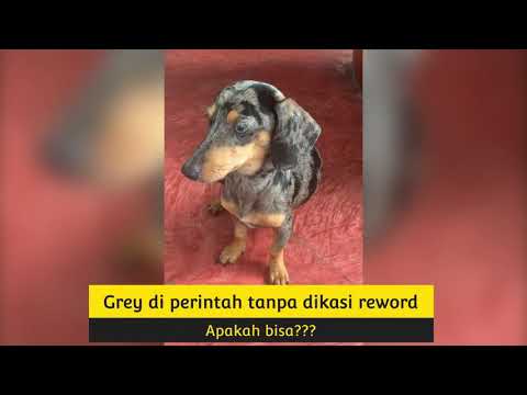 Video: 150+ Anjing Sosis Berbaur Dengan Pecinta Anjing Di Pop-Up Dog Cafe