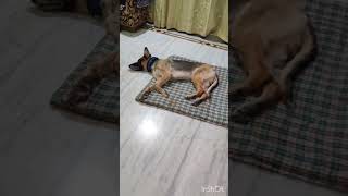 Oscar during earthquake#dog#doglover#earthquake#viral#moj#dangerous#night#alert#awakening#instagram