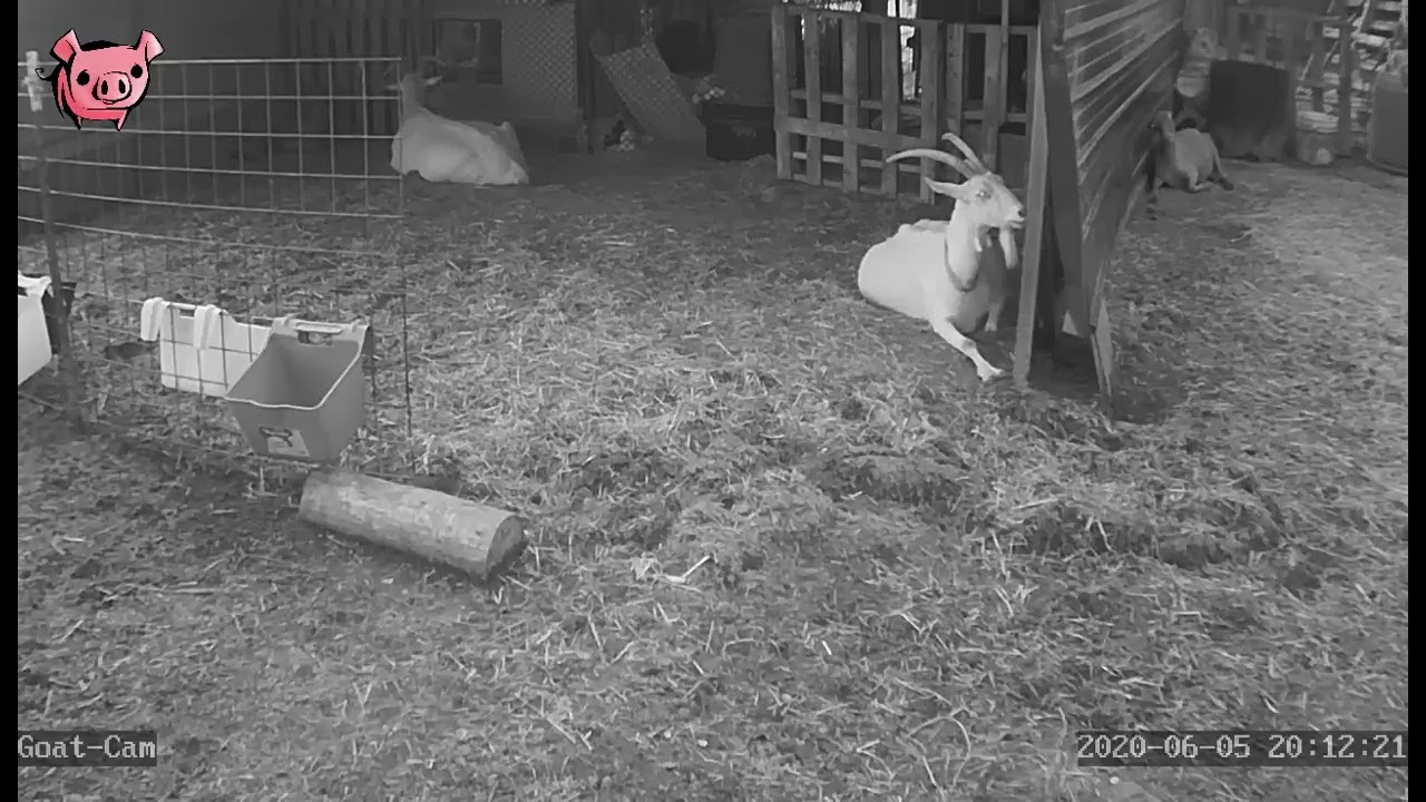 GOAT CAM Copperhead Road Homestead Live Stream YouTube