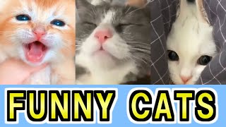 Cute and Funny Cat MEMES - Don't try to stop laughing【No.19】 by Funny Animals 1,607 views 2 years ago 2 minutes, 7 seconds