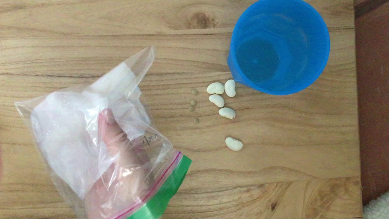 Bean Sprout Observation Set Up YouTube