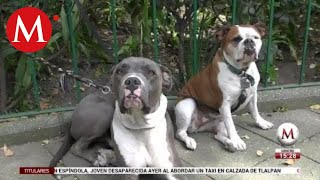 Reforma a ley de protección animal desata protestas en CdMx