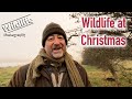 Wildlife Christmas Message | UK Wildlife and Nature Photography | Canon R5