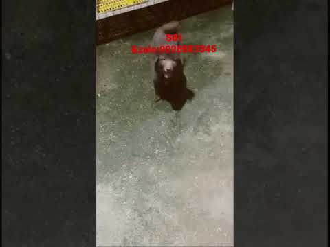 Video Chó xù cái nâu đỏ 2 tháng 4,5kg giá rẻ.. - youtube