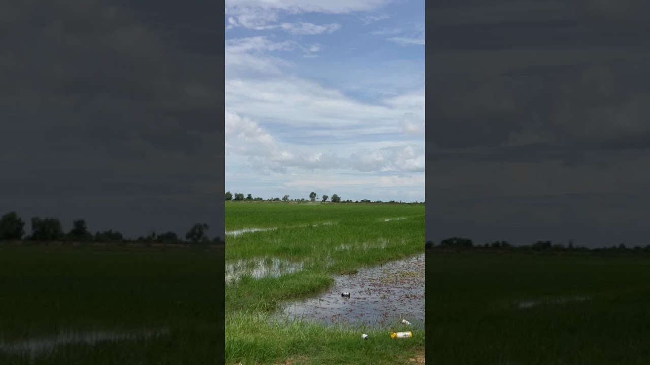 Dreamy fields forever 💚🌿 