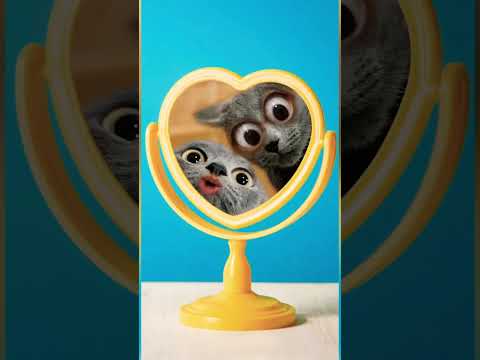 سلام عليكم فيفا الحب تهديكم اغنيه المونديال Shorts