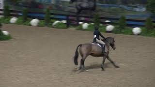Play video: Video of JACKIE MACDONALD ridden by JACKIE MACDONALD from ShowNet!