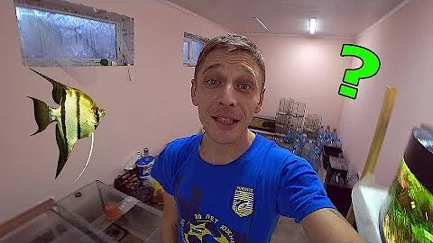 ПОЧЕМУ СКАЛЯРИЯ НЕ ИДЕТ НА НЕРЕСТ!!!