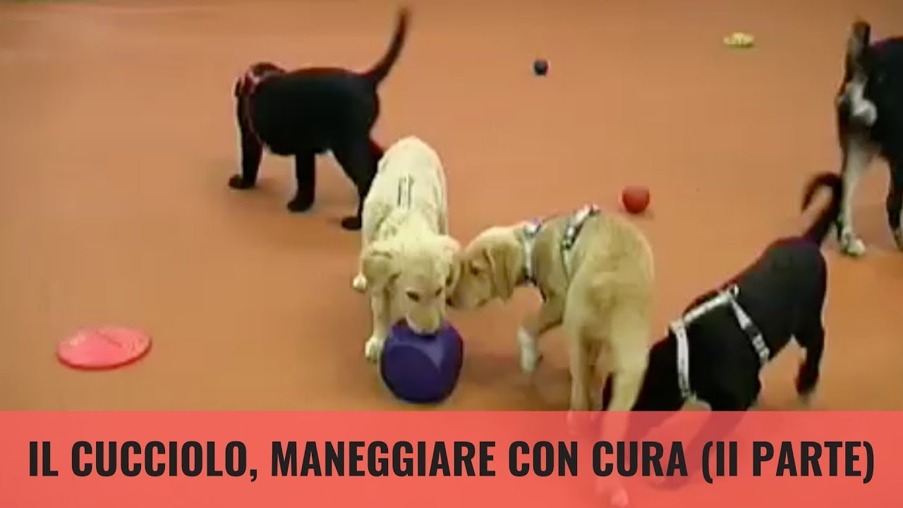 Il cucciolo, maneggiare con cura (II parte)