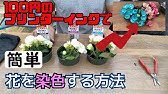 自由研究 食紅で花を染めるとき どのくらいの量が適切か検証 検証 Youtube 自由研究 食紅で花を染めるとき どのくらいの量が適切か検証 検証 Youtube