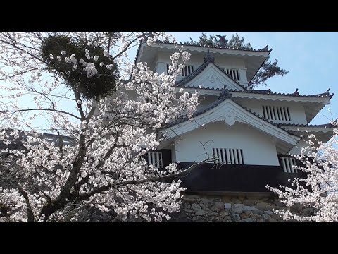 吉田城と満開の桜　【愛知県豊橋市】