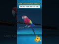 Vì sao chim không bị điện giật khi đậu trên dây cao thế?