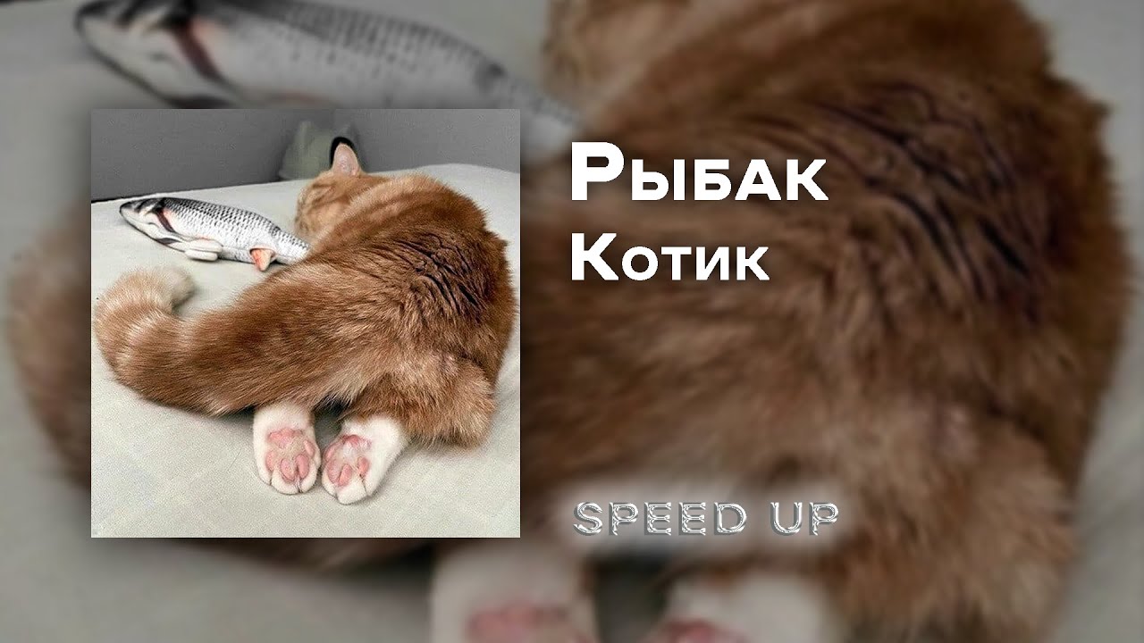 У меня живет культурный кот speed up. Котик Speed up. Alexander Rybak котик. Alexander Rybak - "котик" / "Kotik".