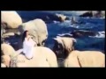 أصيل هميم أحاول