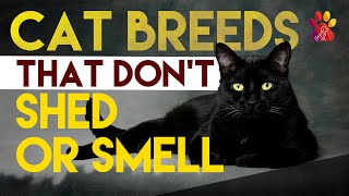 10 Cat Breeds That Don’t Shed or Smell | Wiggle Paw by Wiggle Paw 22,588 views 2 years ago 9 minutes, 30 seconds