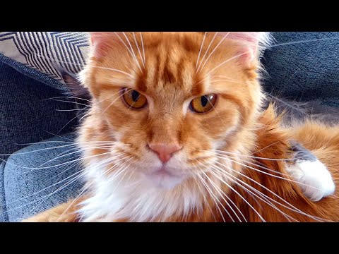 Unbelievable Love Between Maine Coon Mom Cat and Her Grown Up Kitten (Cute Pets / Funny Animals)