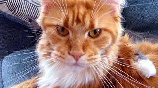 Unbelievable Love Between Maine Coon Mom Cat and Her Grown Up Kitten (Cute Pets / Funny Animals)