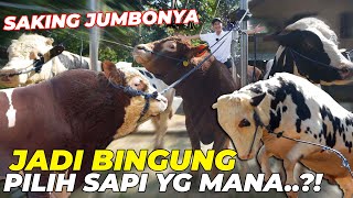 SAKING JUMBONYA SAMPE BINGUNG PILIH SAPI YG MANA LAGI..!!