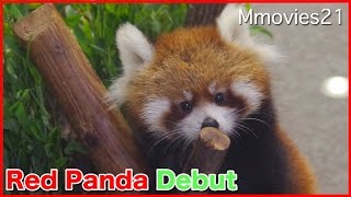 First day of public debut 公開初日 赤ちゃんレッサーパンダ 生後3ヶ月