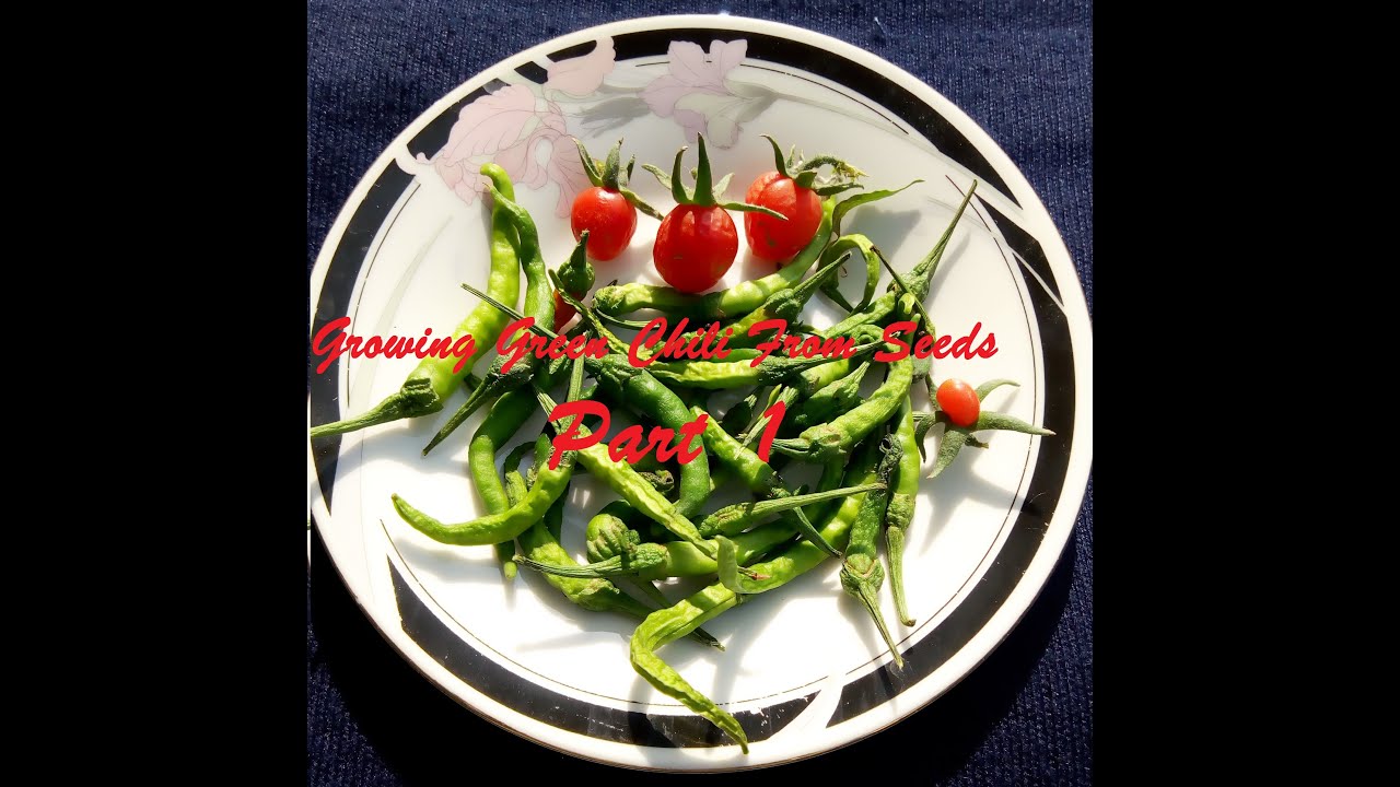 Growing Green Chili from seed Part 1 YouTube