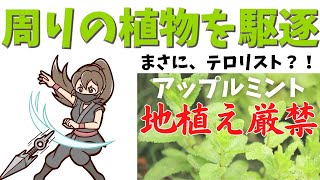 【解説】アップルミントってどんな植物？絶対庭に植えるな！